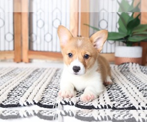 Pembroke Welsh Corgi Puppy for sale in NAPLES, FL, USA