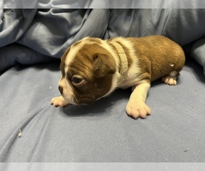 Boston Terrier Puppy for sale in CLEVELAND, TX, USA