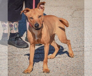 Gene - Male American Staffordshire Terrier-Vizsla Mix Dog for Adoption - Photo #4