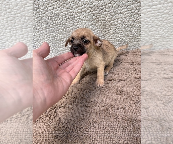 Medium Photo #9 Chiweenie-Jack Russell Terrier Mix Puppy For Sale in SAINT AUGUSTINE, FL, USA