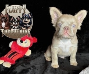 French Bulldog Puppy for sale in OKLAHOMA CITY, OK, USA