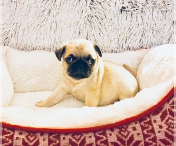 Medium Photo #1 Pug Puppy For Sale in NEW WINDSOR, NY, USA