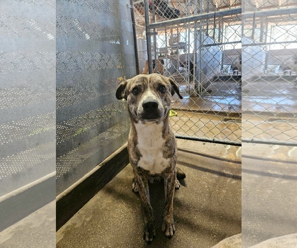 Medium Photo #1 Plott Hound-Unknown Mix Puppy For Sale in El Centro, CA, USA