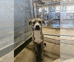Cat - Male Plott Hound-Unknown Mix Dog for Adoption - Small photo