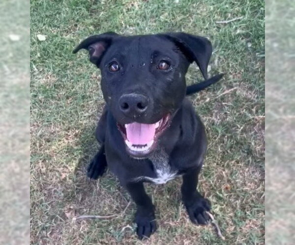 Medium Photo #2 Mutt Puppy For Sale in Riverside, CA, USA