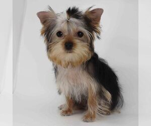 Yorkshire Terrier Puppy for sale in LOS ANGELES, CA, USA