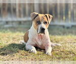 Small #2 American Pit Bull Terrier