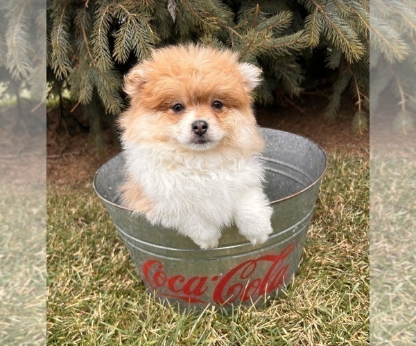 Medium Photo #3 Pomeranian Puppy For Sale in MIDDLEBURY, IN, USA