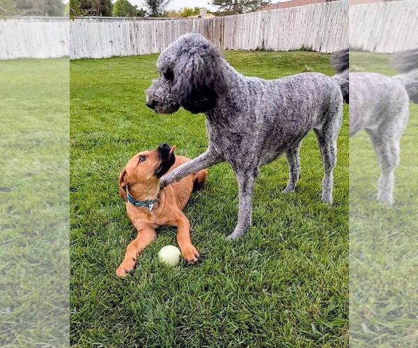 Medium Photo #14 Mutt Puppy For Sale in Sandy, UT, USA