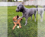Small Photo #14 Mutt Puppy For Sale in Sandy, UT, USA