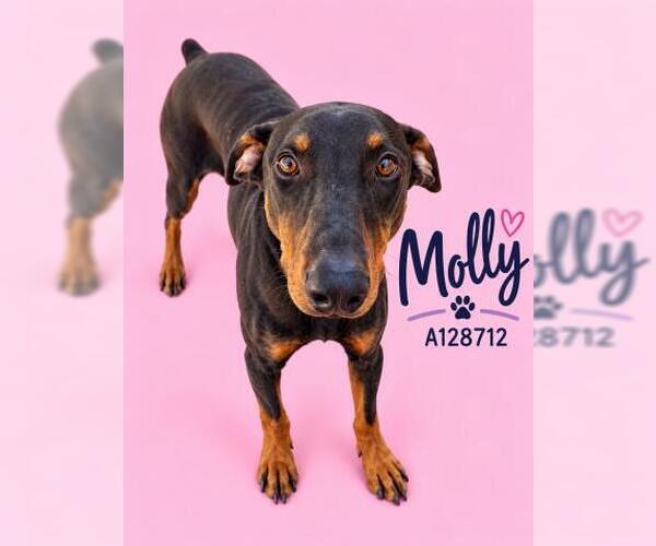 Medium Photo #1 Doberman Pinscher Puppy For Sale in HESPERIA, CA, USA