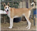 Small Great Dane Mix