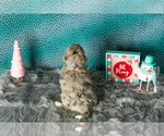 Small #9 Miniature Bernedoodle-Poodle (Miniature) Mix