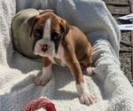 Puppy Bo Boxer