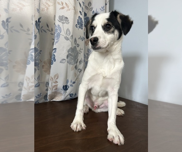 Medium Photo #12 Cockapoo (Miniature) Puppy For Sale in DURHAM, CT, USA