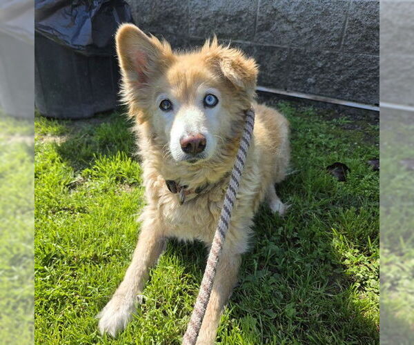 Medium Photo #1 American Eskimo Dog-Golden Retriever Mix Puppy For Sale in Long Beach, CA, USA