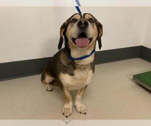 Beagle Dogs for adoption in Corona, CA, USA