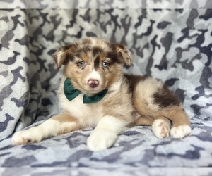 Miniature Australian Shepherd Puppy for sale in LAKELAND, FL, USA
