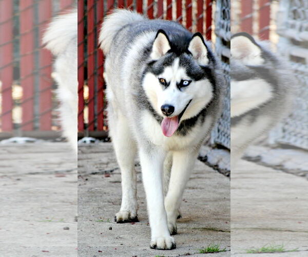 Medium Photo #5 Siberian Husky Puppy For Sale in Matawan, NJ, USA