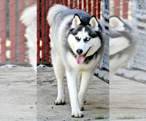 Azul - Male Siberian Husky Dog for Adoption - Photo #5
