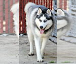 Small #4 Siberian Husky
