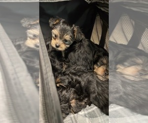 Morkie Puppy for sale in PHILADELPHIA, PA, USA