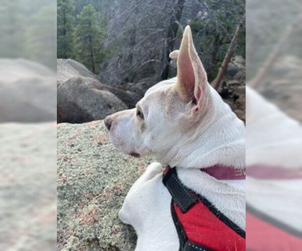 Medium Photo #14 American Staffordshire Terrier-Unknown Mix Puppy For Sale in Aurora, CO, USA