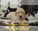 Puppy Yellow Female Golden Retriever