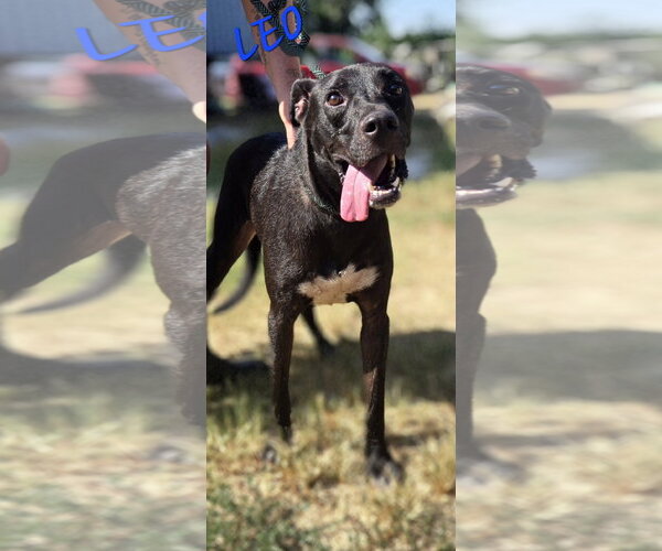 Medium Photo #4 Labrador Retriever-Unknown Mix Puppy For Sale in Jackson, MS, USA
