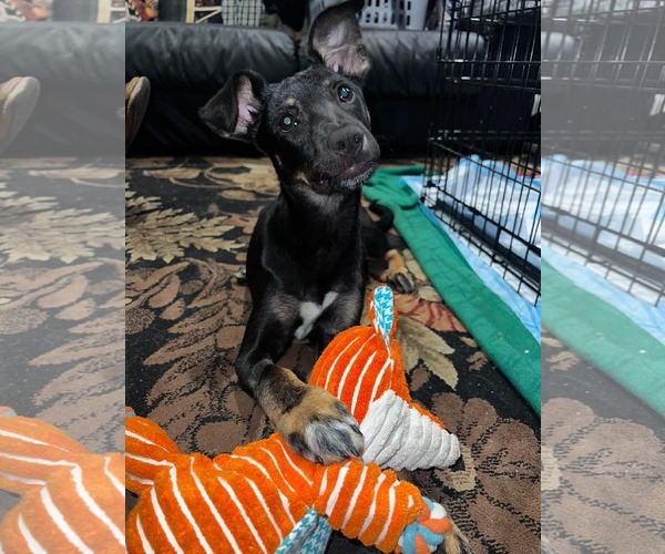 Medium Photo #3 German Shepherd Dog-Unknown Mix Puppy For Sale in pomfret, CT, USA