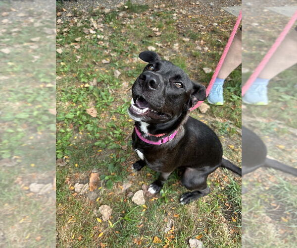 Medium Photo #3 Mutt Puppy For Sale in Elmsford, NY, USA