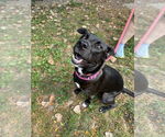 Small #2 Mutt