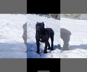 Father of the Cane Corso puppies born on 01/24/2024