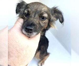 Chihuahua Dogs for adoption in Houston, TX, USA