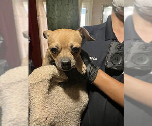 Mutt Dogs for adoption in Stockton, CA, USA