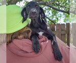Small #4 Coonhound Mix
