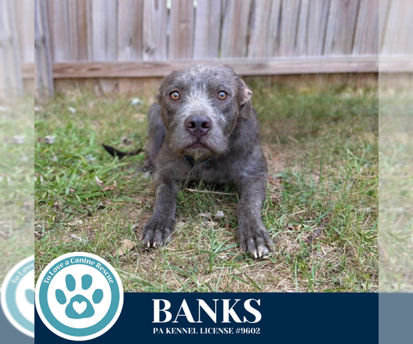 Medium Photo #10 American Pit Bull Terrier-Unknown Mix Puppy For Sale in Kimberton, PA, USA