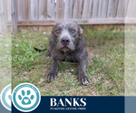 Small #9 American Pit Bull Terrier Mix