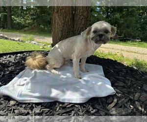 Shih Tzu Puppy for sale in HARDY, AR, USA