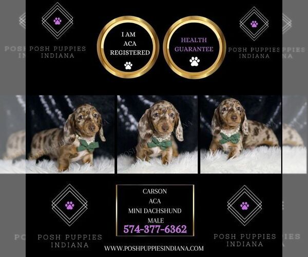 Medium Photo #2 Dachshund Puppy For Sale in WARSAW, IN, USA