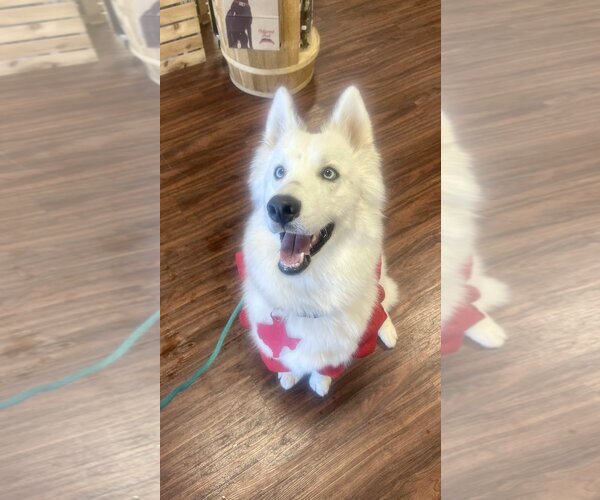 Medium Photo #3 Siberian Husky-Unknown Mix Puppy For Sale in Carrollton, TX, USA