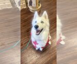 Small #2 Siberian Husky Mix