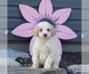 Goldendoodle (Miniature) Puppy for sale in MANHEIM, PA, USA
