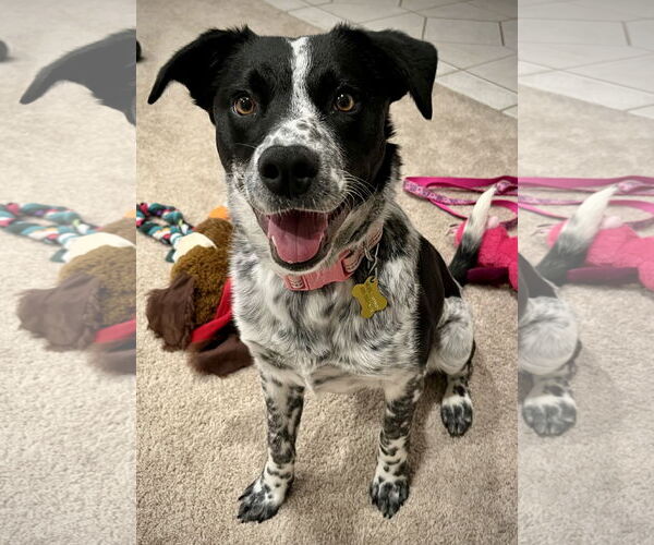 Medium Photo #3 Mutt Puppy For Sale in Sandy, UT, USA