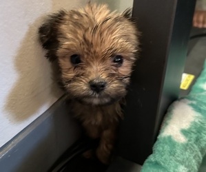 Yorkshire Terrier Puppy for sale in AUGUSTA, GA, USA
