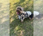 Small Photo #80 Yorkshire Terrier Puppy For Sale in WARSAW, IN, USA
