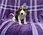 Small #6 Beagle
