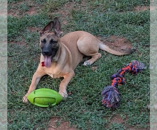 Medium Photo #1 Mutt Puppy For Sale in Rustburg, VA, USA