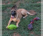 Whiskey Blessing: Not at shelter (Missy) - Male Mutt Dog for Adoption - Small photo