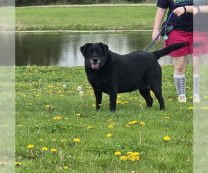 Labrador Retriever-Unknown Mix Dogs for adoption in Oskaloosa, IA, USA